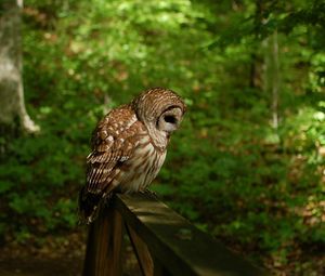 Preview wallpaper owl, grass, wood, shade