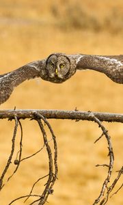 Preview wallpaper owl, great grey owl, flying, wings