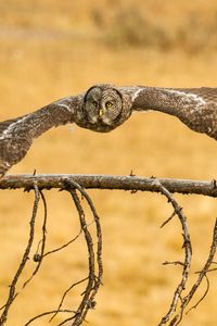 Preview wallpaper owl, great grey owl, flying, wings