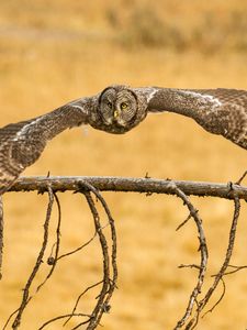 Preview wallpaper owl, great grey owl, flying, wings