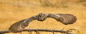 Preview wallpaper owl, great grey owl, flying, wings