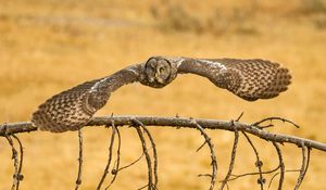 Preview wallpaper owl, great grey owl, flying, wings