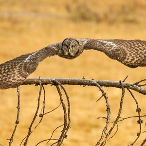 Preview wallpaper owl, great grey owl, flying, wings