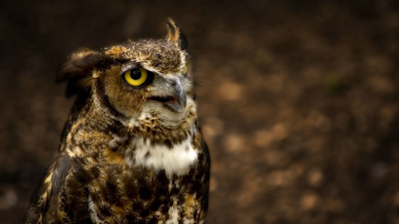 Wallpaper owl, head, glare, hunting, eyes