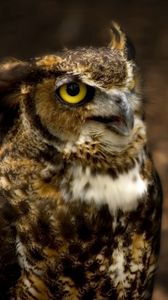 Preview wallpaper owl, head, glare, hunting, eyes