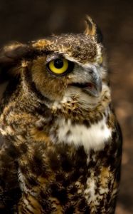 Preview wallpaper owl, head, glare, hunting, eyes