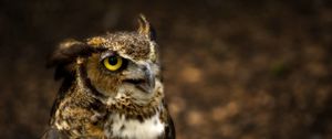 Preview wallpaper owl, head, glare, hunting, eyes