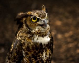 Preview wallpaper owl, head, glare, hunting, eyes