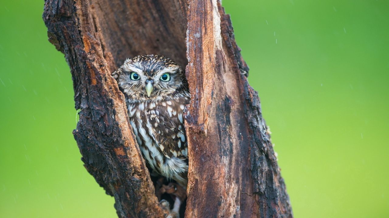 Wallpaper owl, hollow, hide, bird, predator