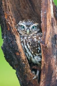 Preview wallpaper owl, hollow, hide, bird, predator