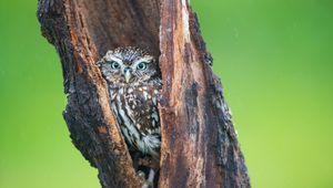 Preview wallpaper owl, hollow, hide, bird, predator