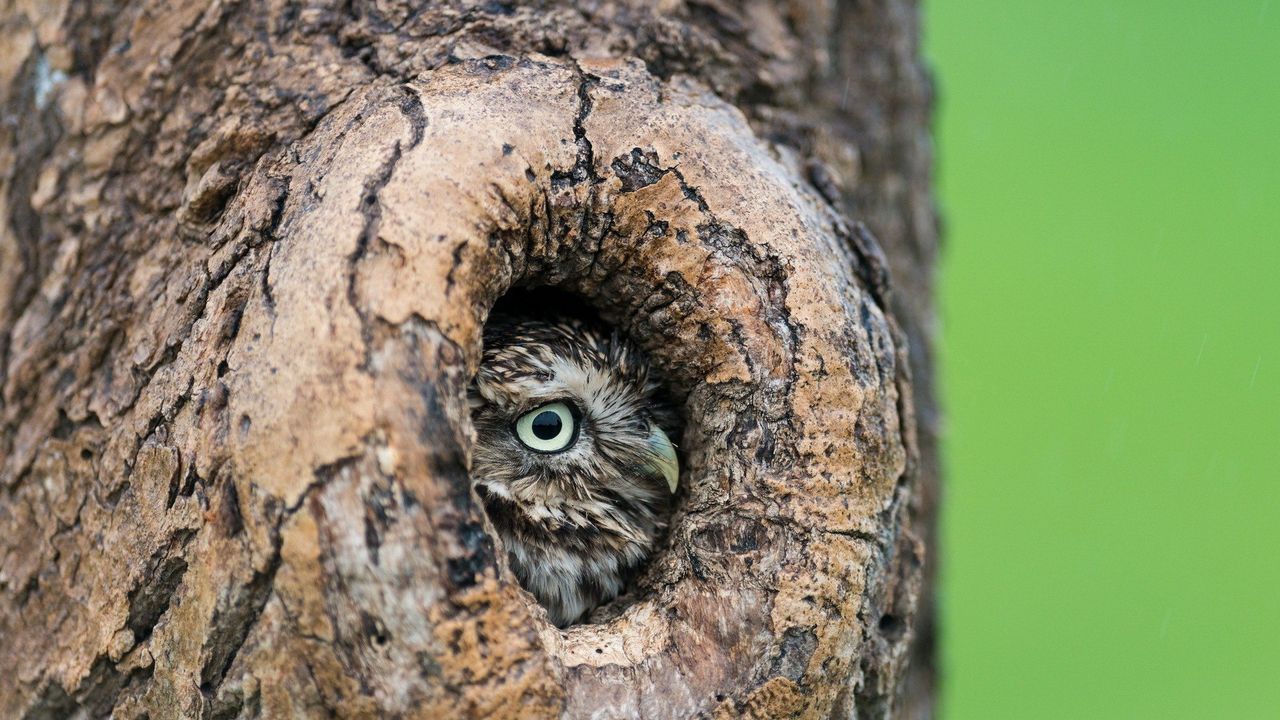Wallpaper owl, hollow, tree, beak
