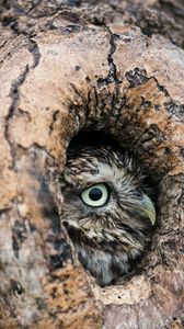 Preview wallpaper owl, hollow, tree, beak