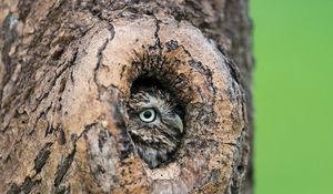 Preview wallpaper owl, hollow, tree, beak