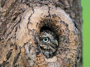 Preview wallpaper owl, hollow, tree, beak