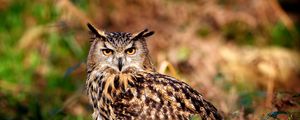 Preview wallpaper owl, hunting, predator, bird