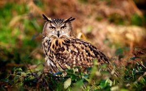 Preview wallpaper owl, hunting, predator, bird