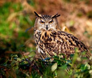 Preview wallpaper owl, hunting, predator, bird