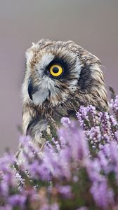 Preview wallpaper owl, lavender, profile, bird, flowers