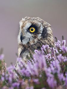 Preview wallpaper owl, lavender, profile, bird, flowers