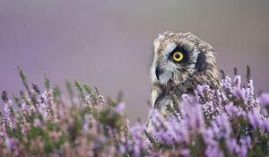 Preview wallpaper owl, lavender, profile, bird, flowers