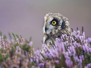 Preview wallpaper owl, lavender, profile, bird, flowers