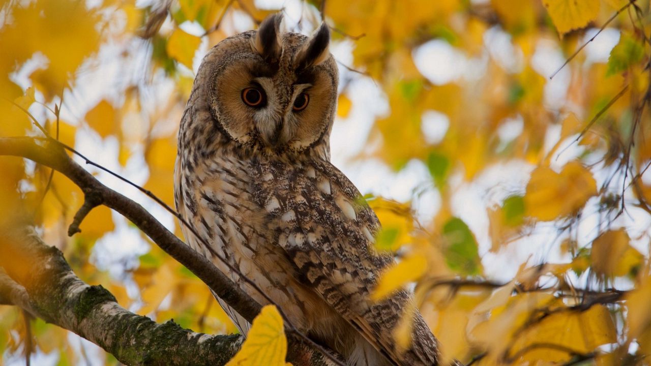 Wallpaper owl, leaves, wood, hide