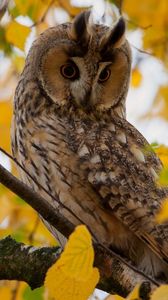 Preview wallpaper owl, leaves, wood, hide