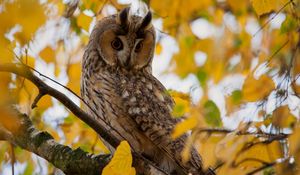 Preview wallpaper owl, leaves, wood, hide