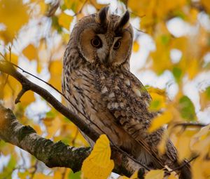 Preview wallpaper owl, leaves, wood, hide