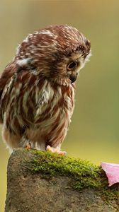 Preview wallpaper owl, little, species, leaf, autumn, stone, moss