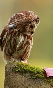 Preview wallpaper owl, little, species, leaf, autumn, stone, moss