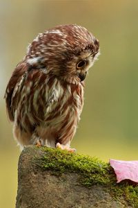 Preview wallpaper owl, little, species, leaf, autumn, stone, moss