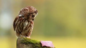 Preview wallpaper owl, little, species, leaf, autumn, stone, moss