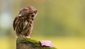 Preview wallpaper owl, little, species, leaf, autumn, stone, moss