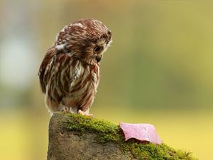 Preview wallpaper owl, little, species, leaf, autumn, stone, moss