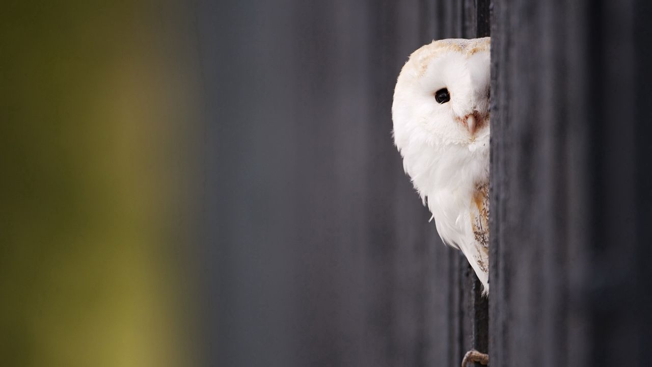 Wallpaper owl, looking out, bird, predator