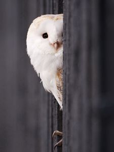 Preview wallpaper owl, looking out, bird, predator