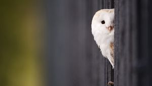 Preview wallpaper owl, looking out, bird, predator