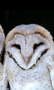 Preview wallpaper owl, muzzle, couple, dark, bird, predator