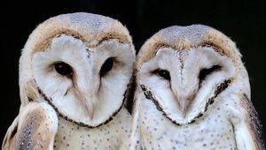Preview wallpaper owl, muzzle, couple, dark, bird, predator