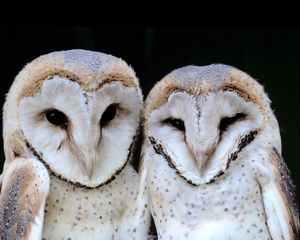 Preview wallpaper owl, muzzle, couple, dark, bird, predator