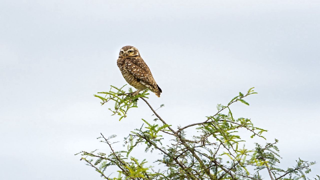 Wallpaper owl, nature, bird