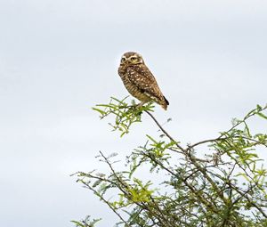 Preview wallpaper owl, nature, bird
