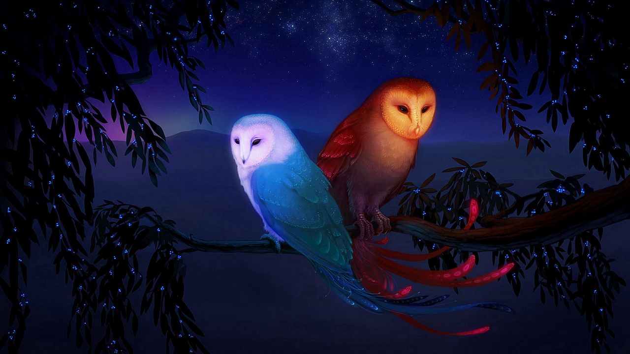 Wallpaper owl, night, birds, branch