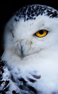 Preview wallpaper owl, polar owl, bird, predator