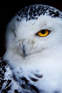 Preview wallpaper owl, polar owl, bird, predator