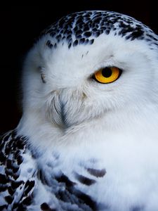 Preview wallpaper owl, polar owl, bird, predator