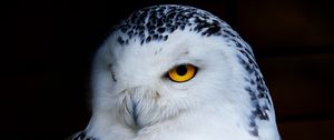 Preview wallpaper owl, polar owl, bird, predator