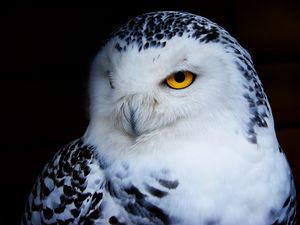 Preview wallpaper owl, polar owl, bird, predator